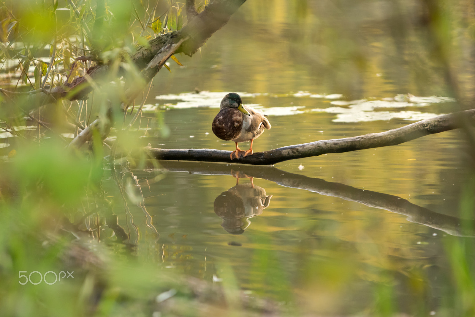 Sigma 70-200mm F2.8 EX DG OS HSM sample photo. A shy duck photography