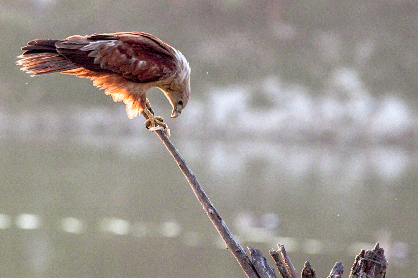 Canon EF 100-400mm F4.5-5.6L IS USM sample photo. Prey photography
