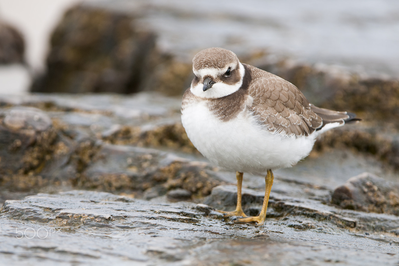 Nikon D300S + Nikon AF-S Nikkor 200-400mm F4G ED-IF VR sample photo. Charadrius hyaticula photography