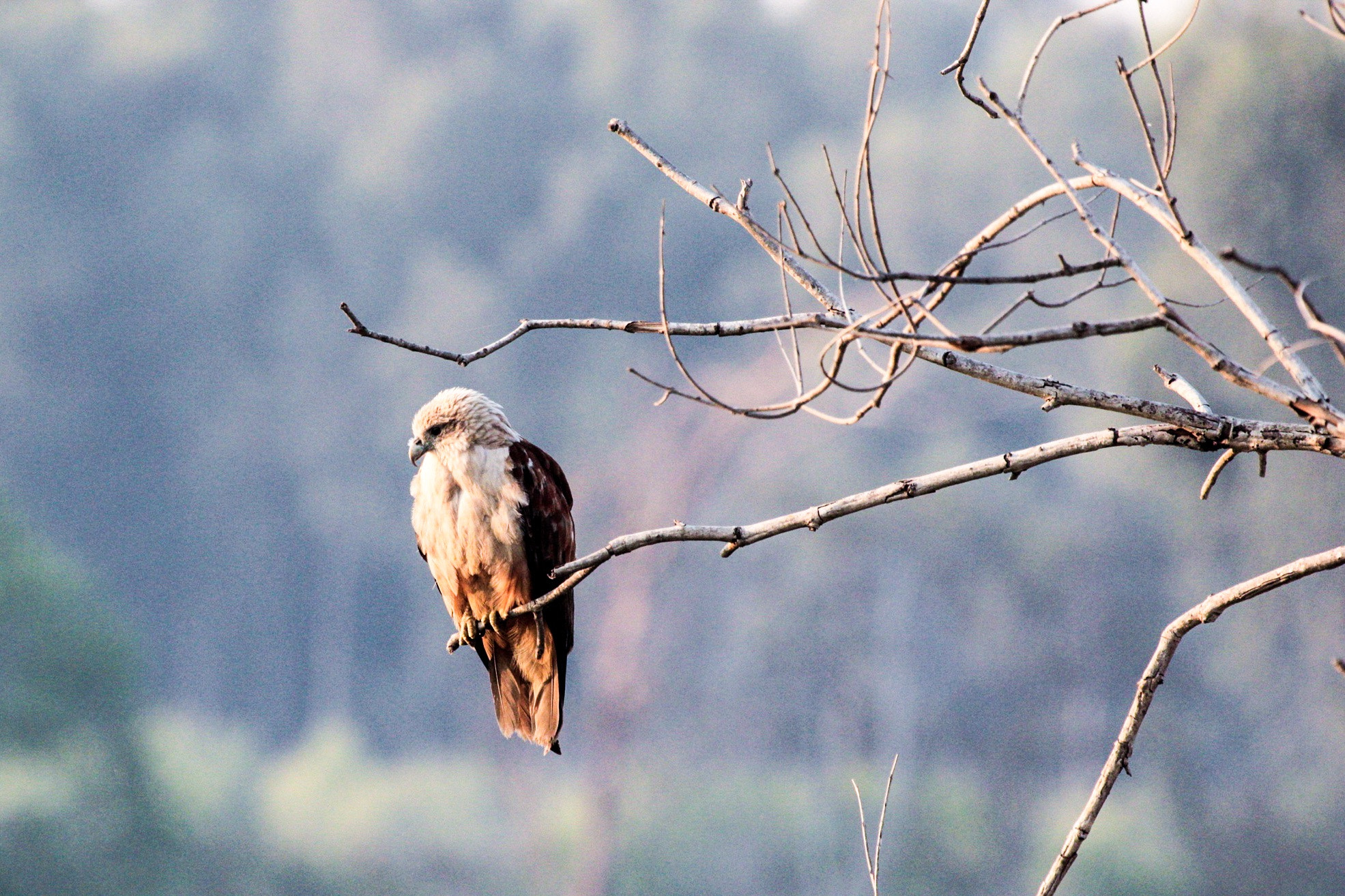 Canon EF 100-400mm F4.5-5.6L IS USM sample photo. Brahmini kite photography