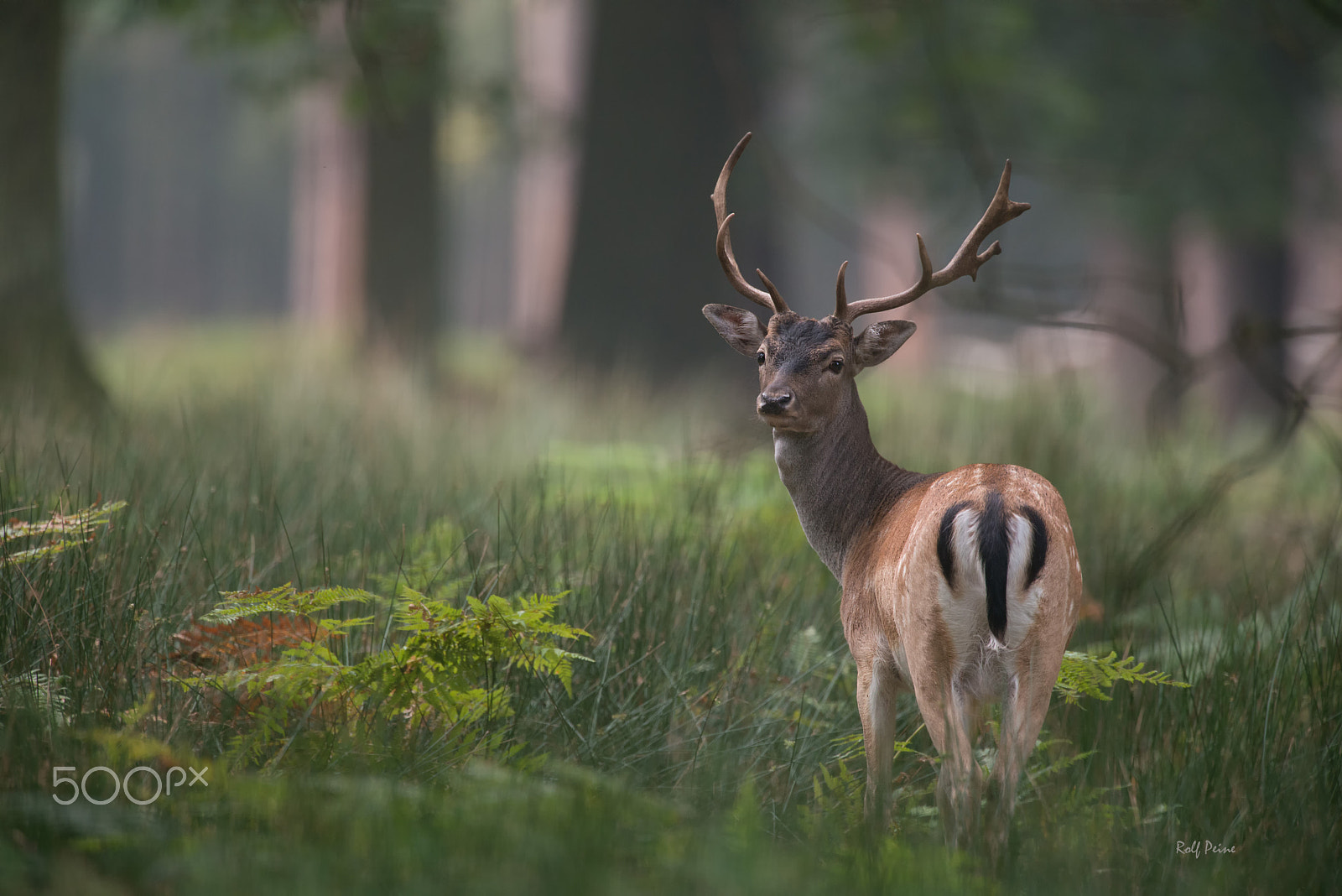Nikon AF-S Nikkor 500mm F4D ED-IF II sample photo. Junger damhirsch photography