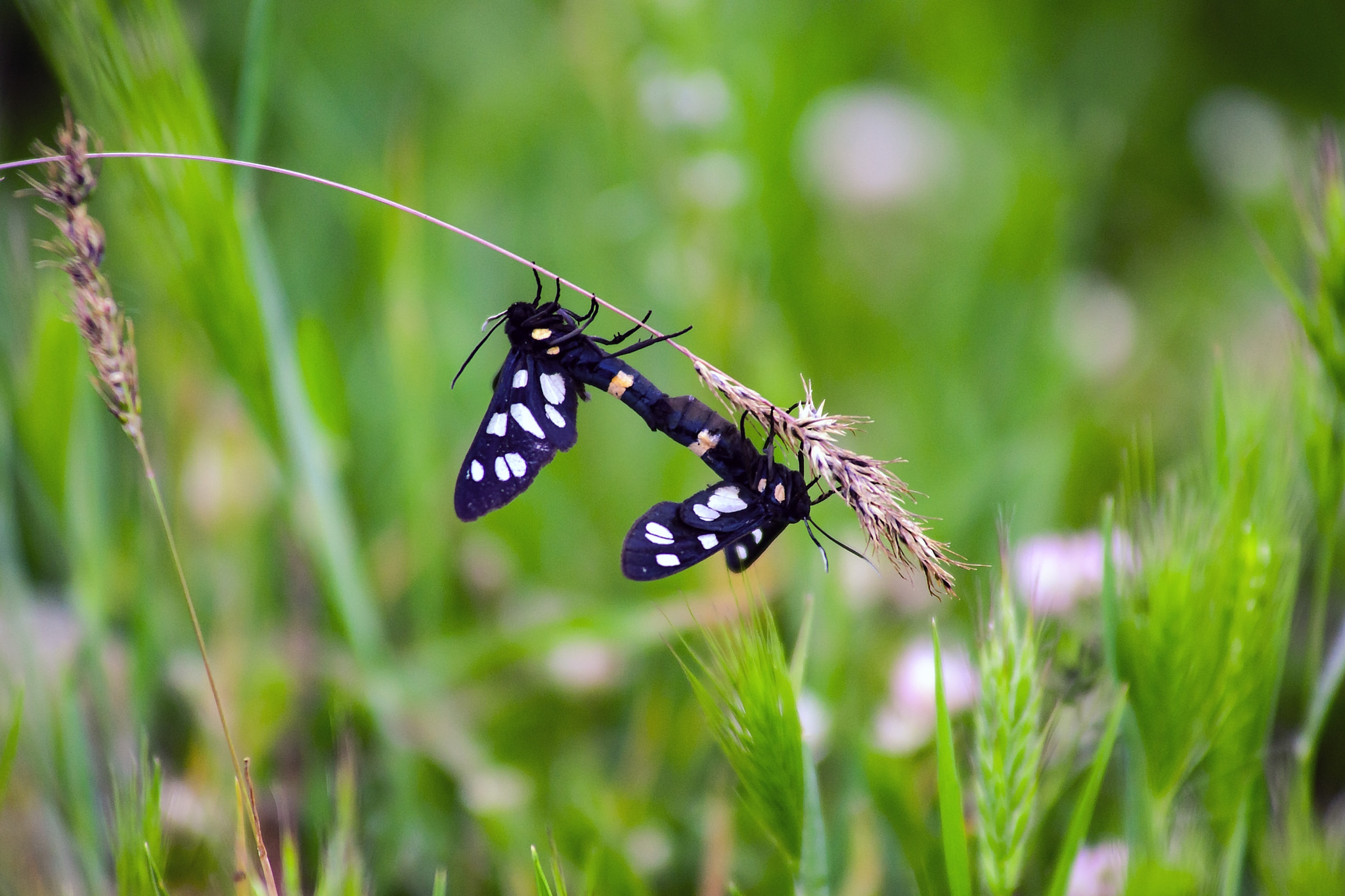 Sony Alpha DSLR-A900 sample photo. Love photography