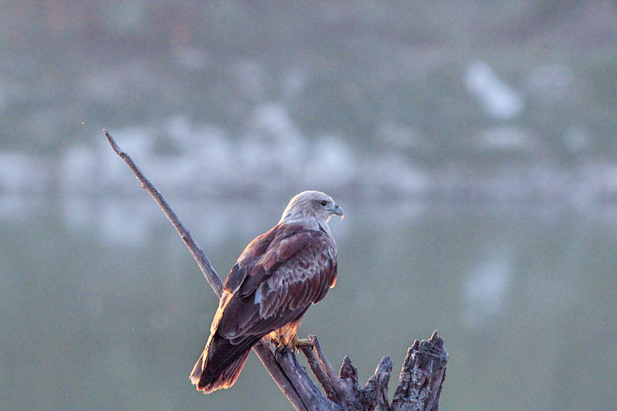 Canon EF 100-400mm F4.5-5.6L IS USM sample photo. Brahmini kite photography