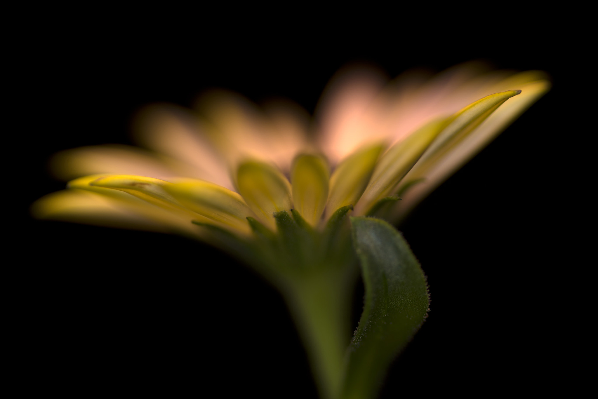 Tokina AT-X Pro 100mm F2.8 Macro sample photo. To be soft photography