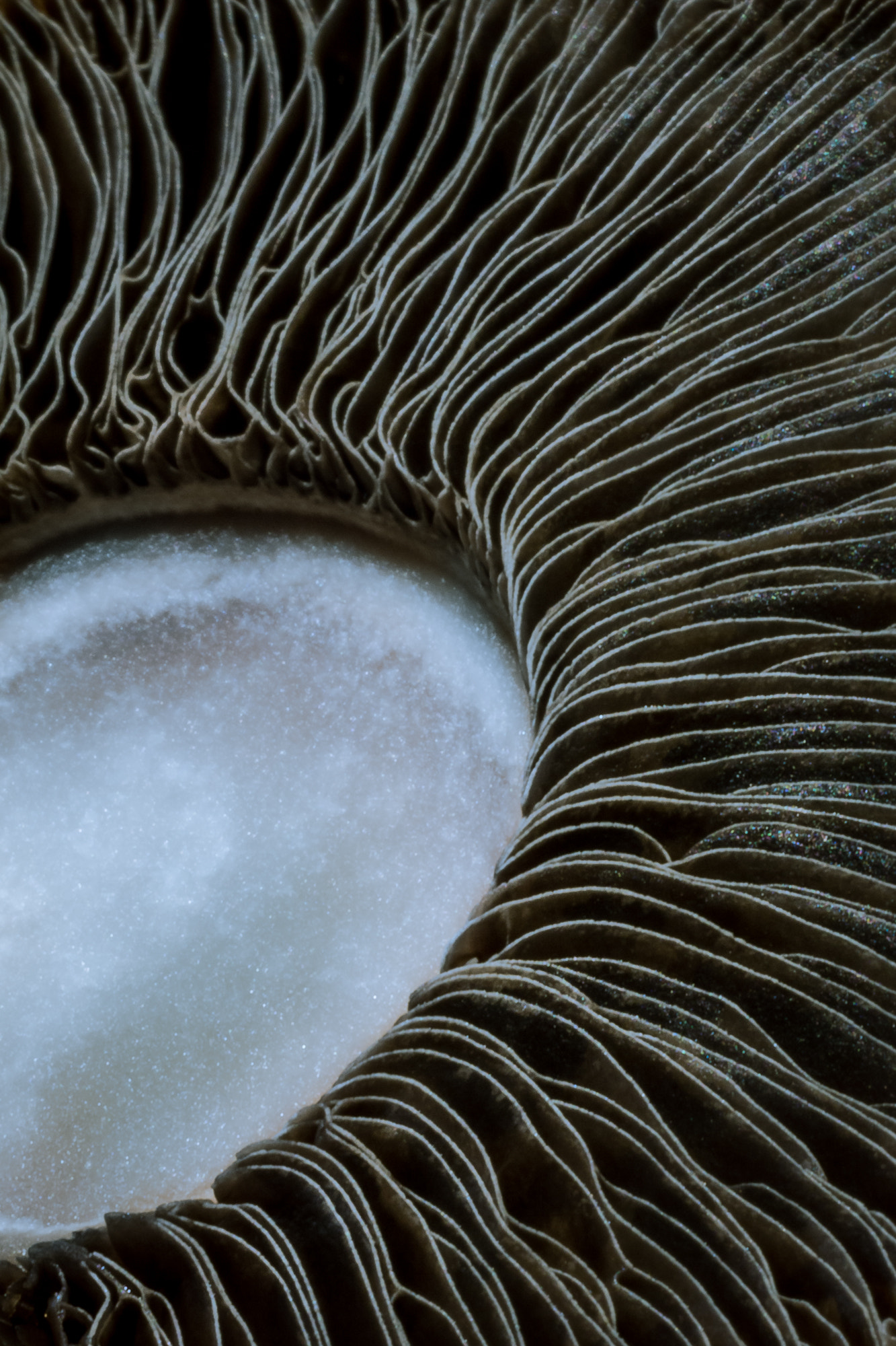 Canon EOS 60D + Canon EF 50mm F2.5 Macro sample photo. Abstracto photography