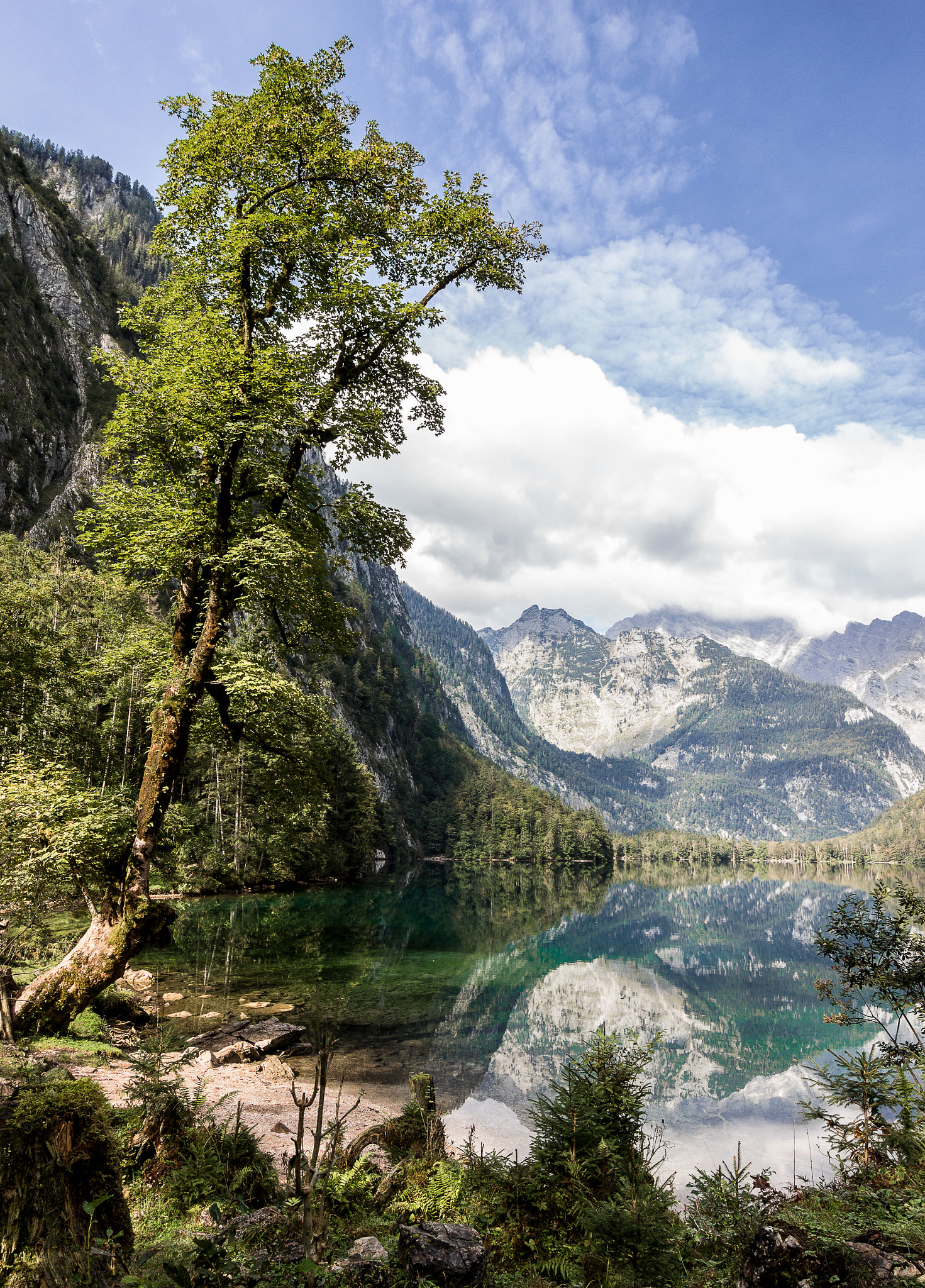 Tokina AT-X Pro 12-24mm F4 (IF) DX sample photo. Alpine jungle photography