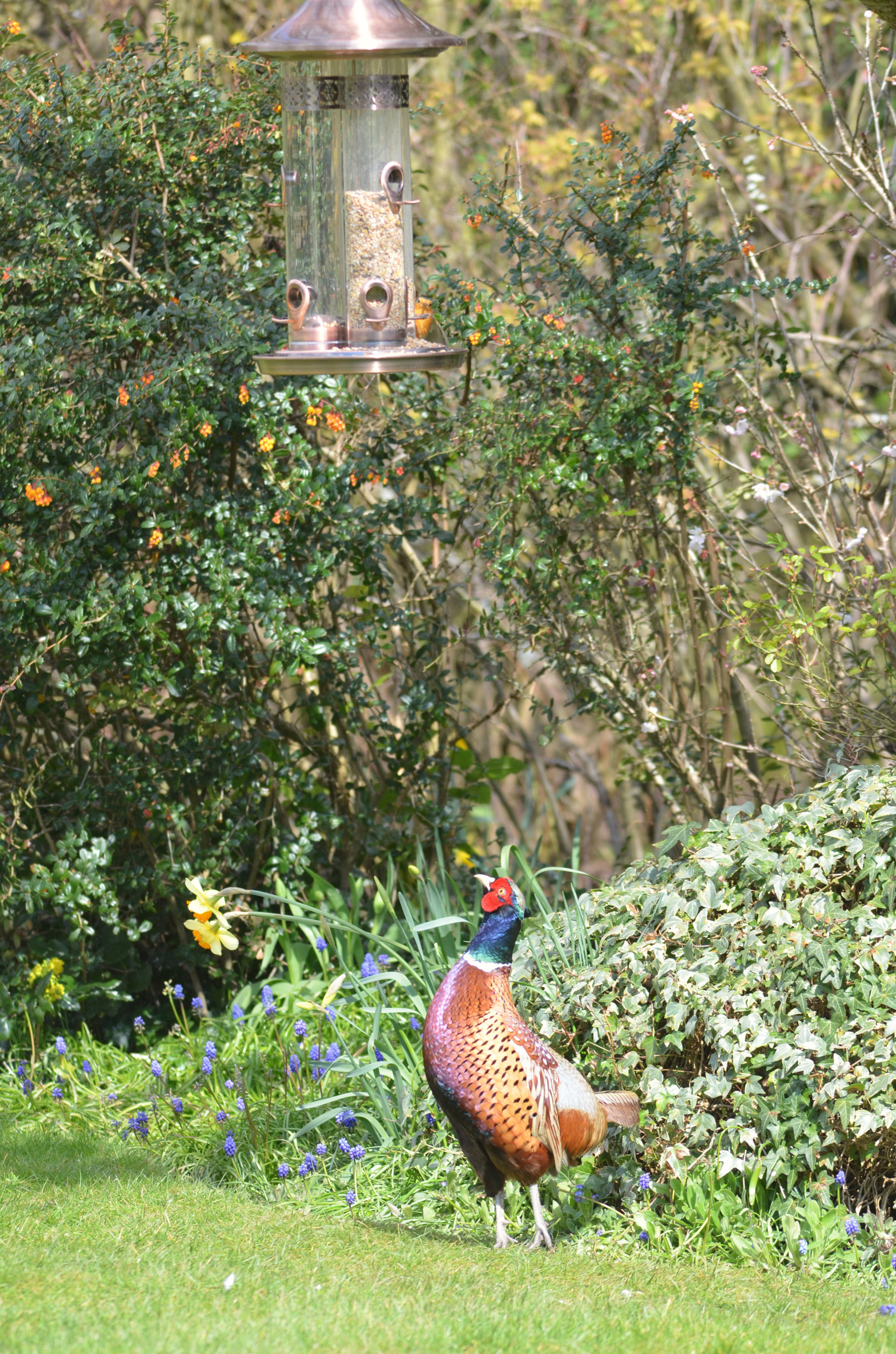 Sigma 150-500mm F5-6.3 DG OS HSM sample photo. Waiting for seeds photography