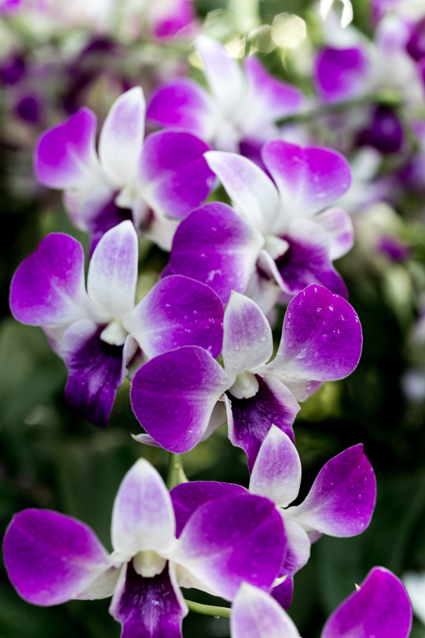 Nikon D610 sample photo. Orchid photography