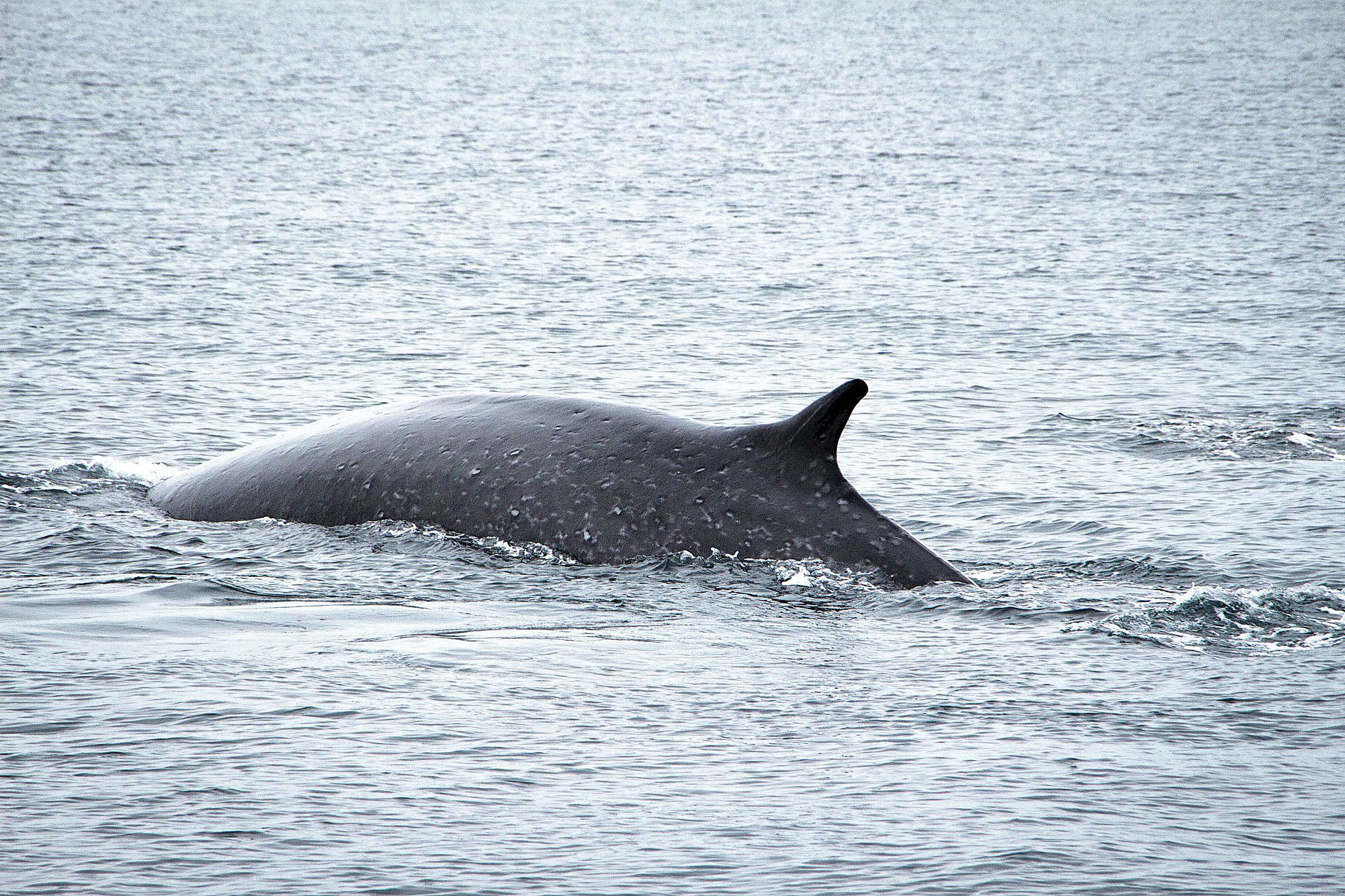 Sigma 18-250mm F3.5-6.3 DC OS HSM sample photo. Gentle giant photography