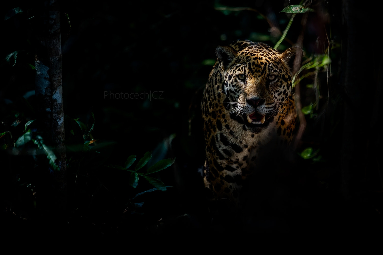 Canon EF 300mm F2.8L IS II USM sample photo. From the depths of the forest - the jaguar photography
