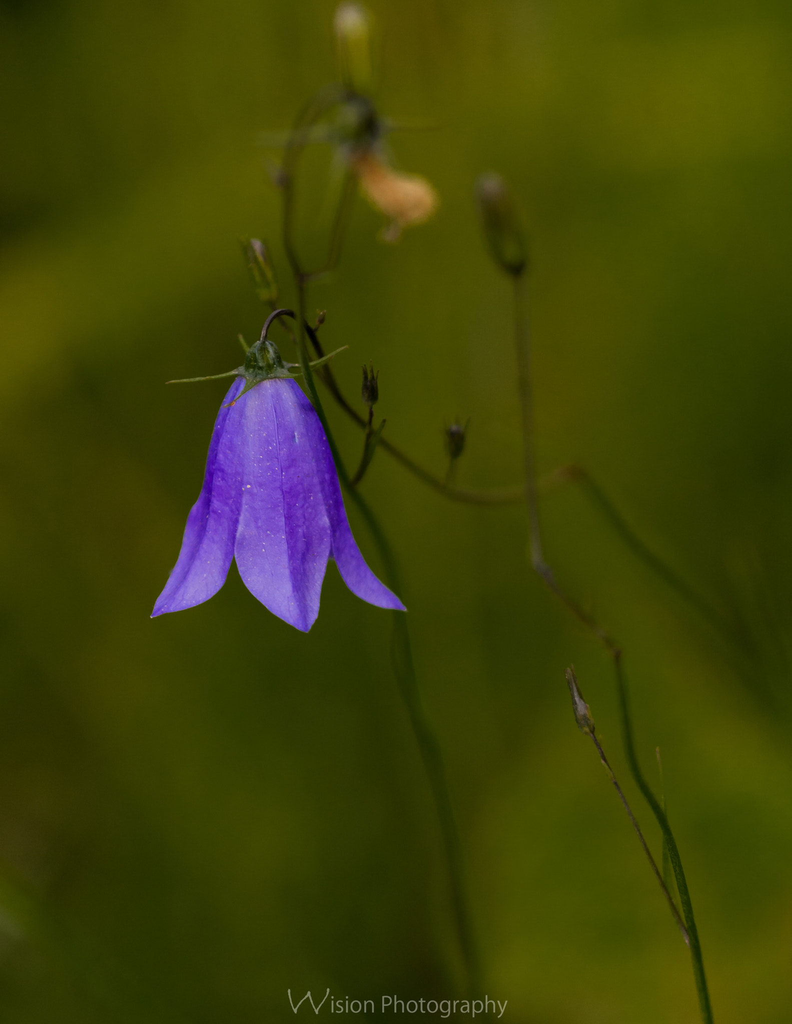 Sigma 150mm F2.8 EX DG Macro HSM sample photo. Bell photography