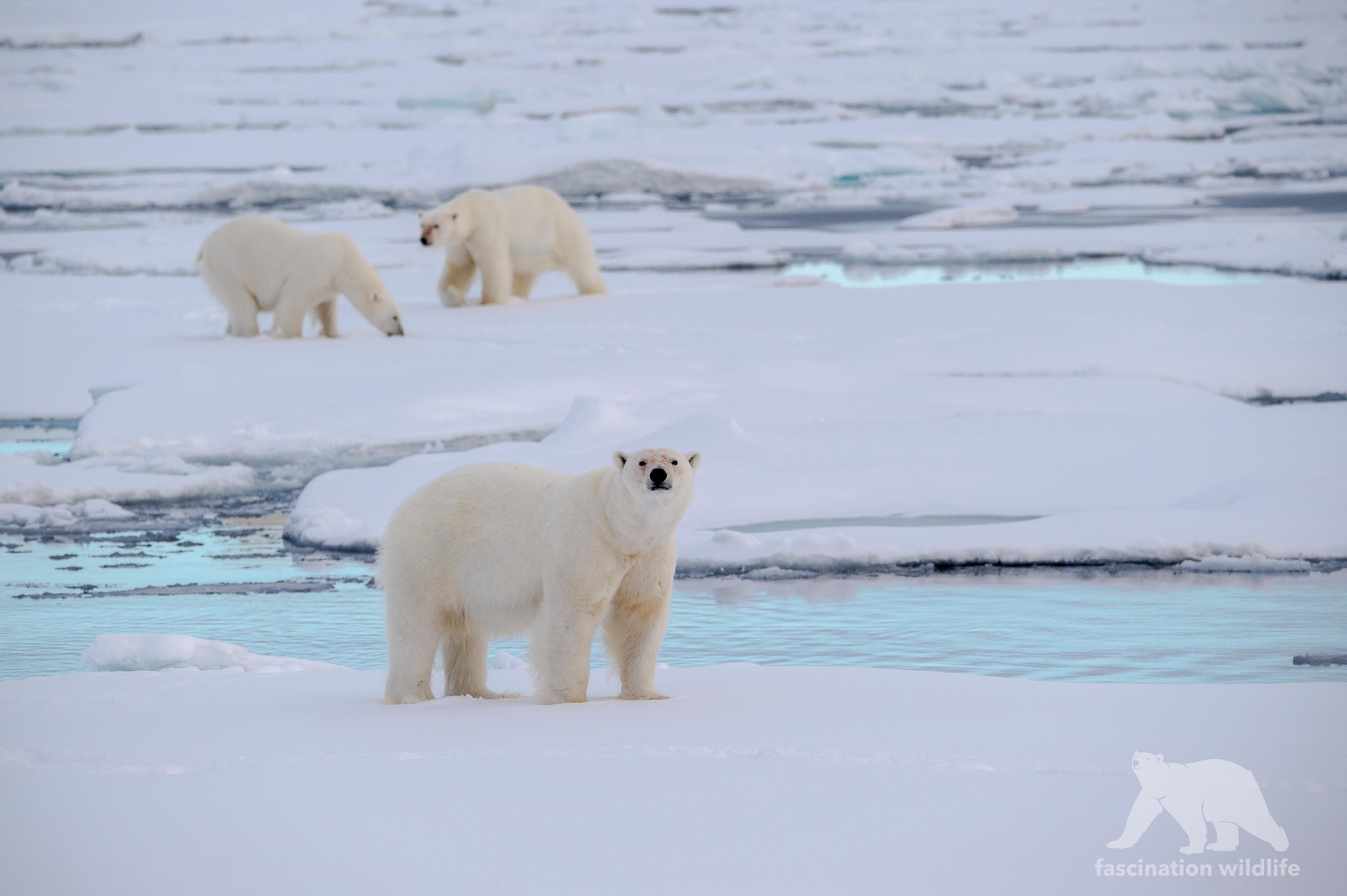 Sigma 150-600mm F5-6.3 DG OS HSM | S sample photo. Polar bears photography