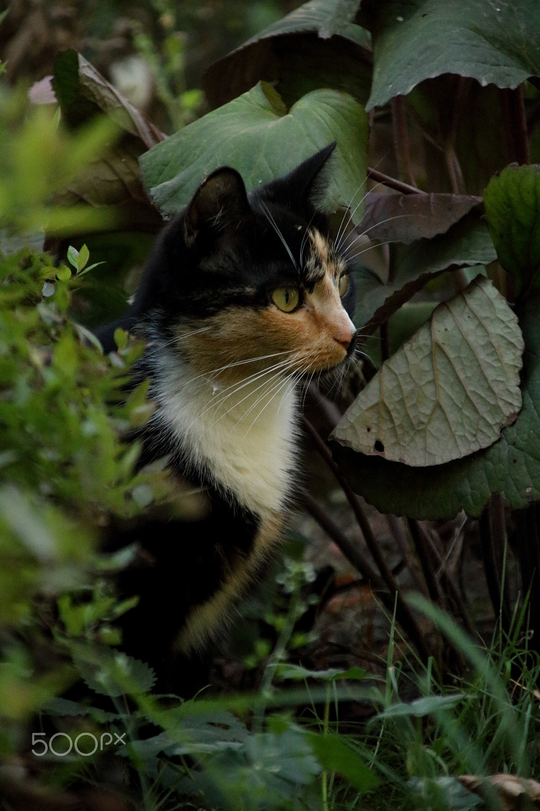 Canon EOS 760D (EOS Rebel T6s / EOS 8000D) + Canon TS-E 90mm F2.8 Tilt-Shift sample photo. Cat in garden photography