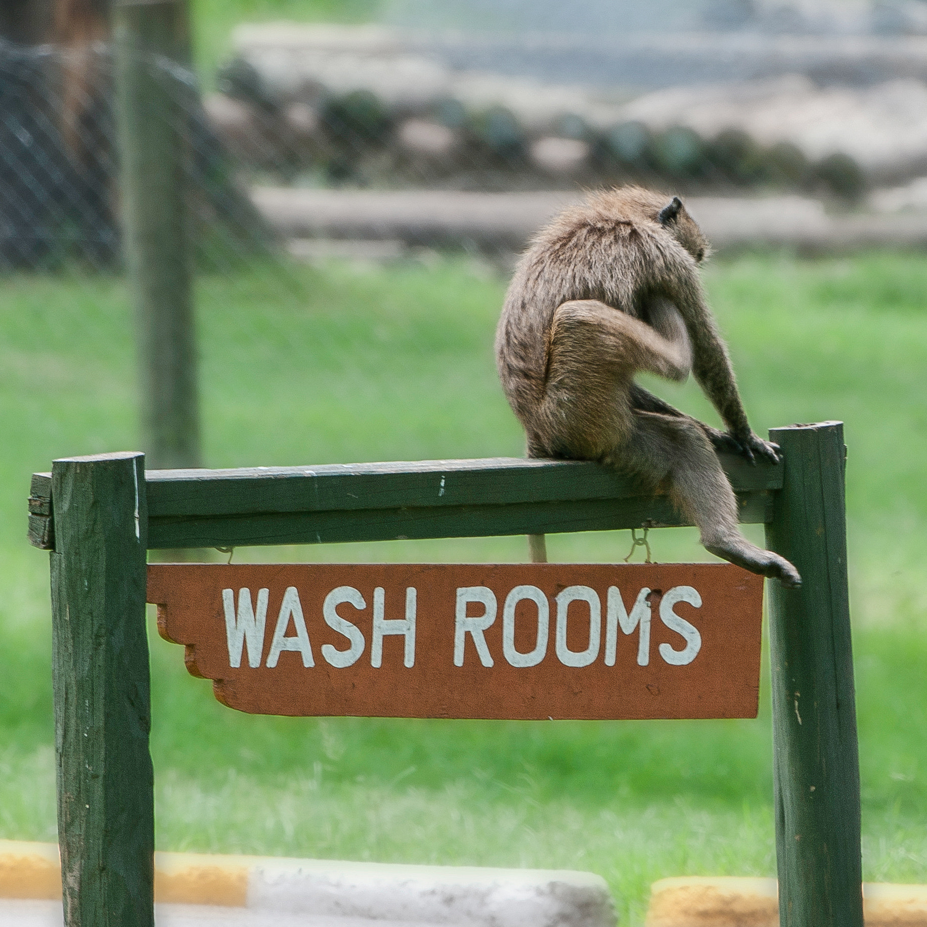 Nikon AF-S Nikkor 200-400mm F4G ED-IF VR sample photo. Wash rooms? for what?? photography