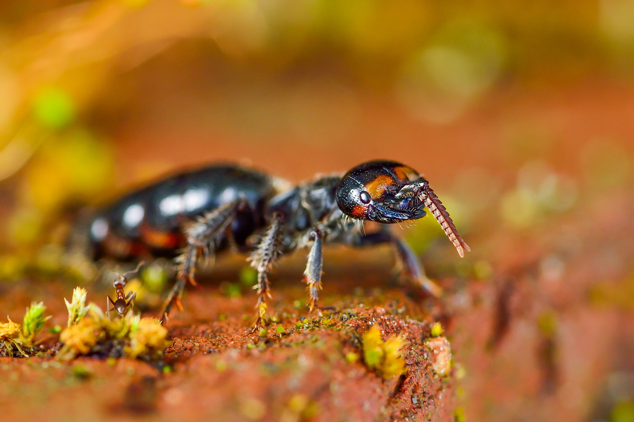 Nikon D600 + Nikon AF Micro-Nikkor 200mm F4D ED-IF sample photo. Insecto photography