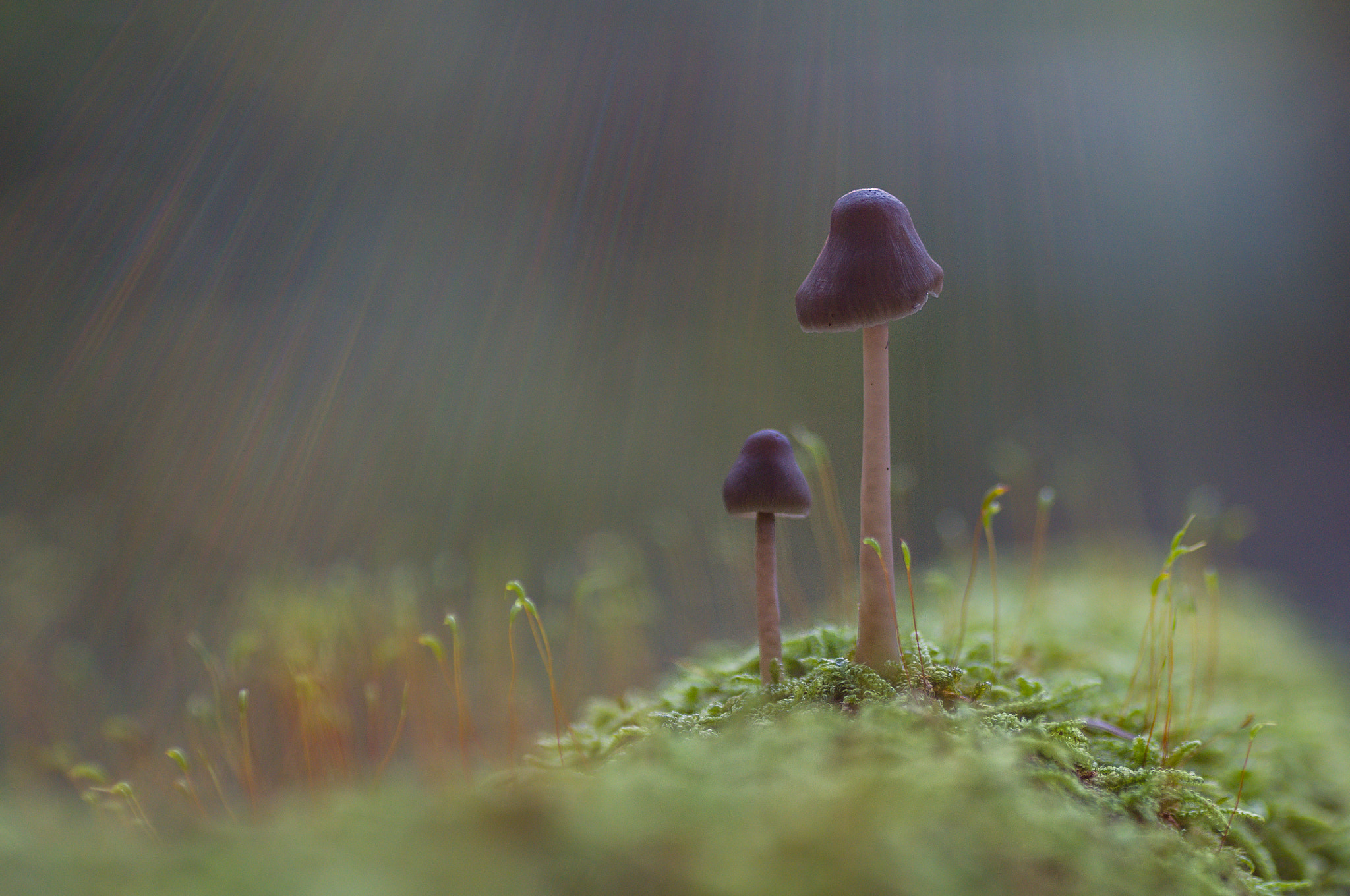 Nikon D300 sample photo. Pilze photography