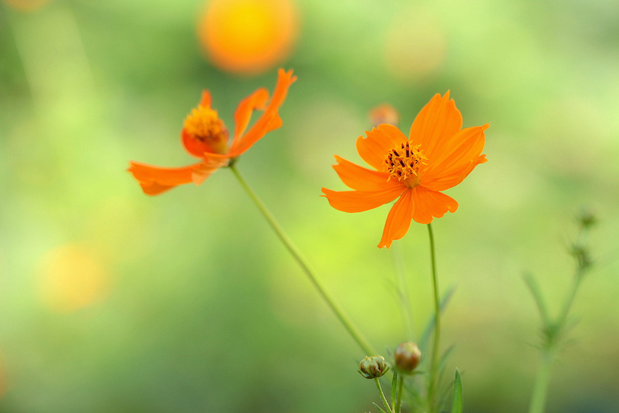 Canon EOS 650D (EOS Rebel T4i / EOS Kiss X6i) sample photo. Green light photography