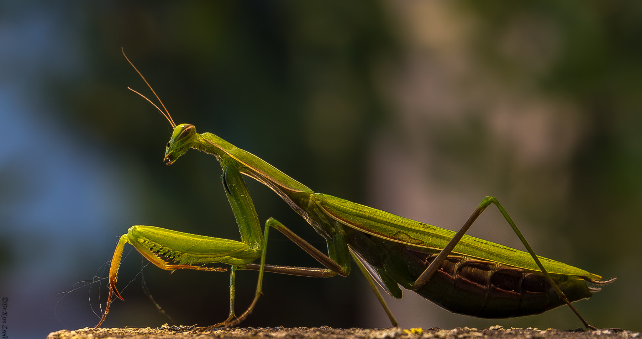 Canon EF 100mm F2.8L Macro IS USM sample photo. Praying mantis photography