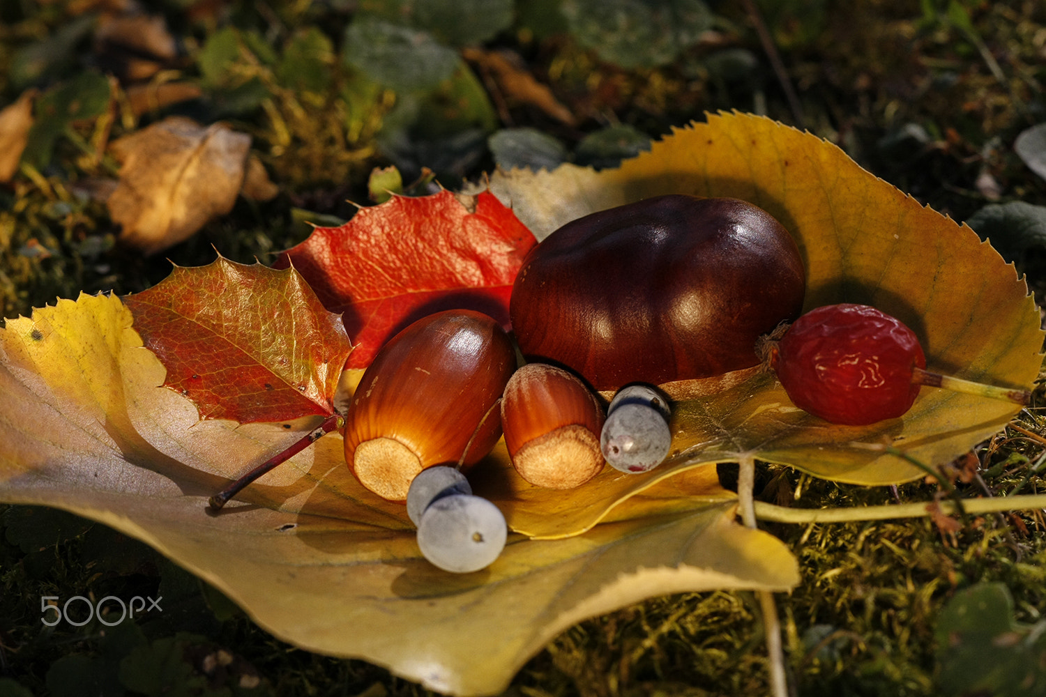 Canon EOS 40D sample photo. Autumn still life photography