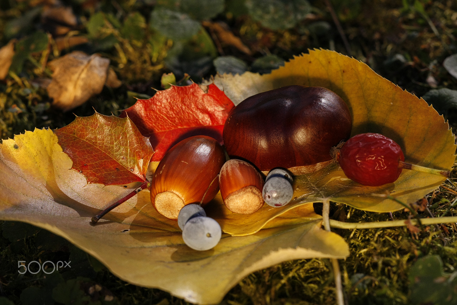 Sigma APO Macro 150mm f/2.8 EX DG HSM sample photo. Autumn still life photography
