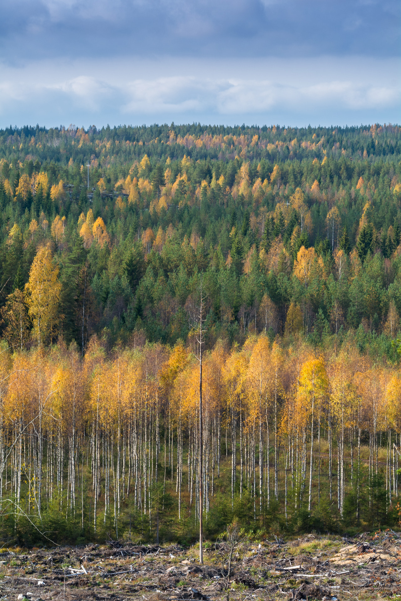Nikon AF-S Nikkor 70-200mm F2.8G ED VR II sample photo. Autumn colors in the forest photography