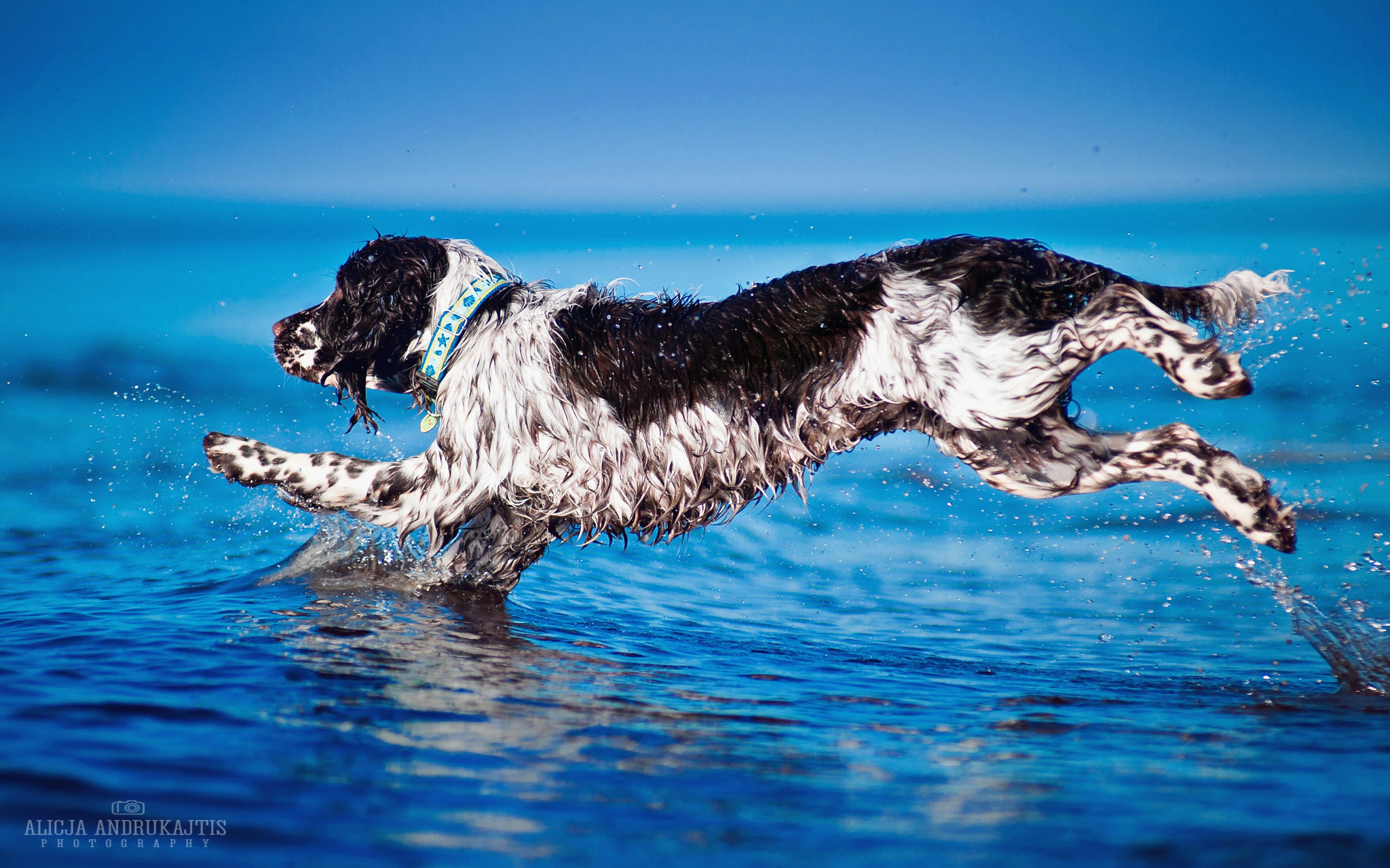 AF Zoom-Nikkor 80-200mm f/2.8 ED sample photo. Jump! photography