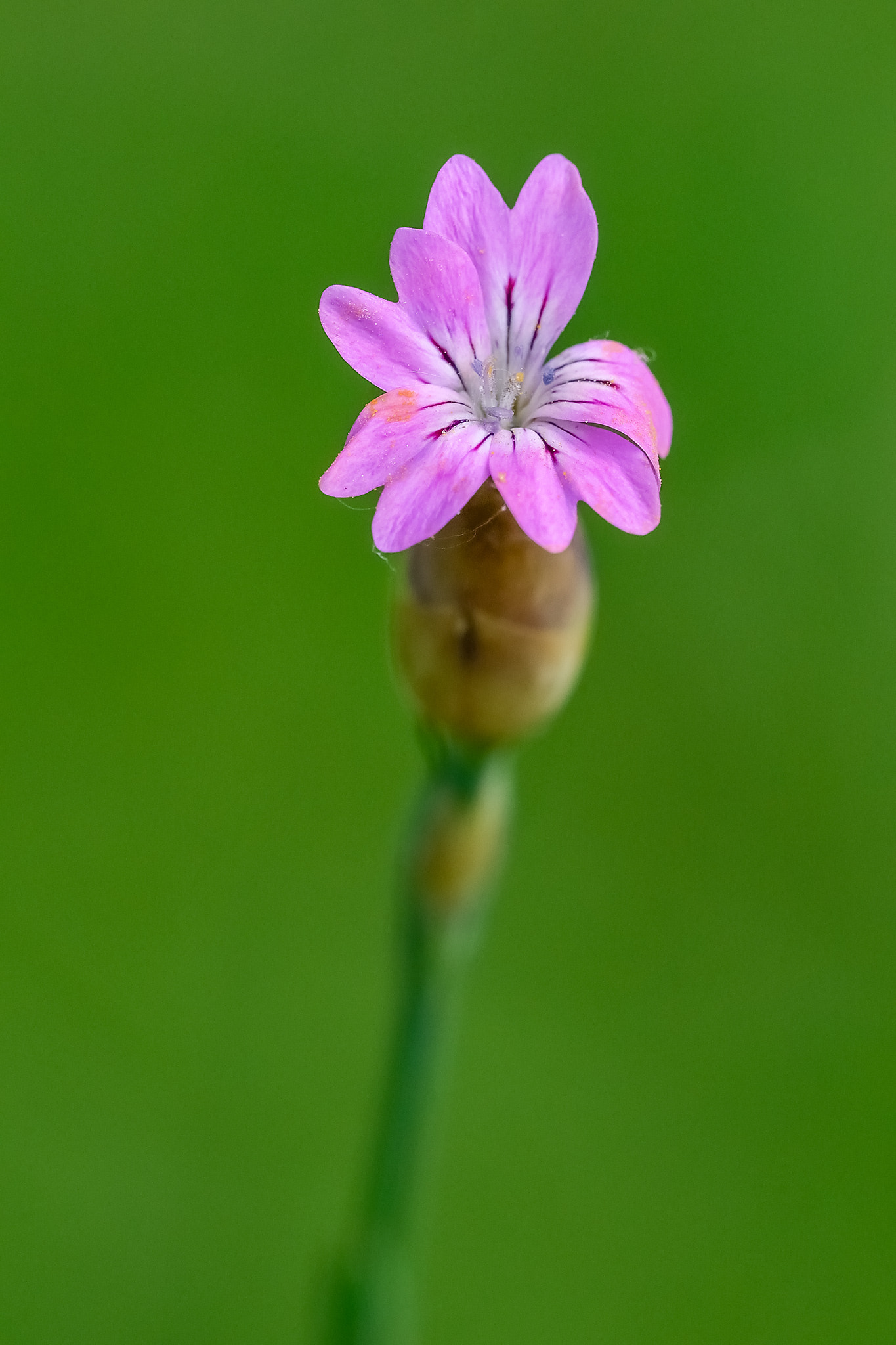 Nikon D600 + Nikon AF Micro-Nikkor 200mm F4D ED-IF sample photo. Clavelina prolífera photography