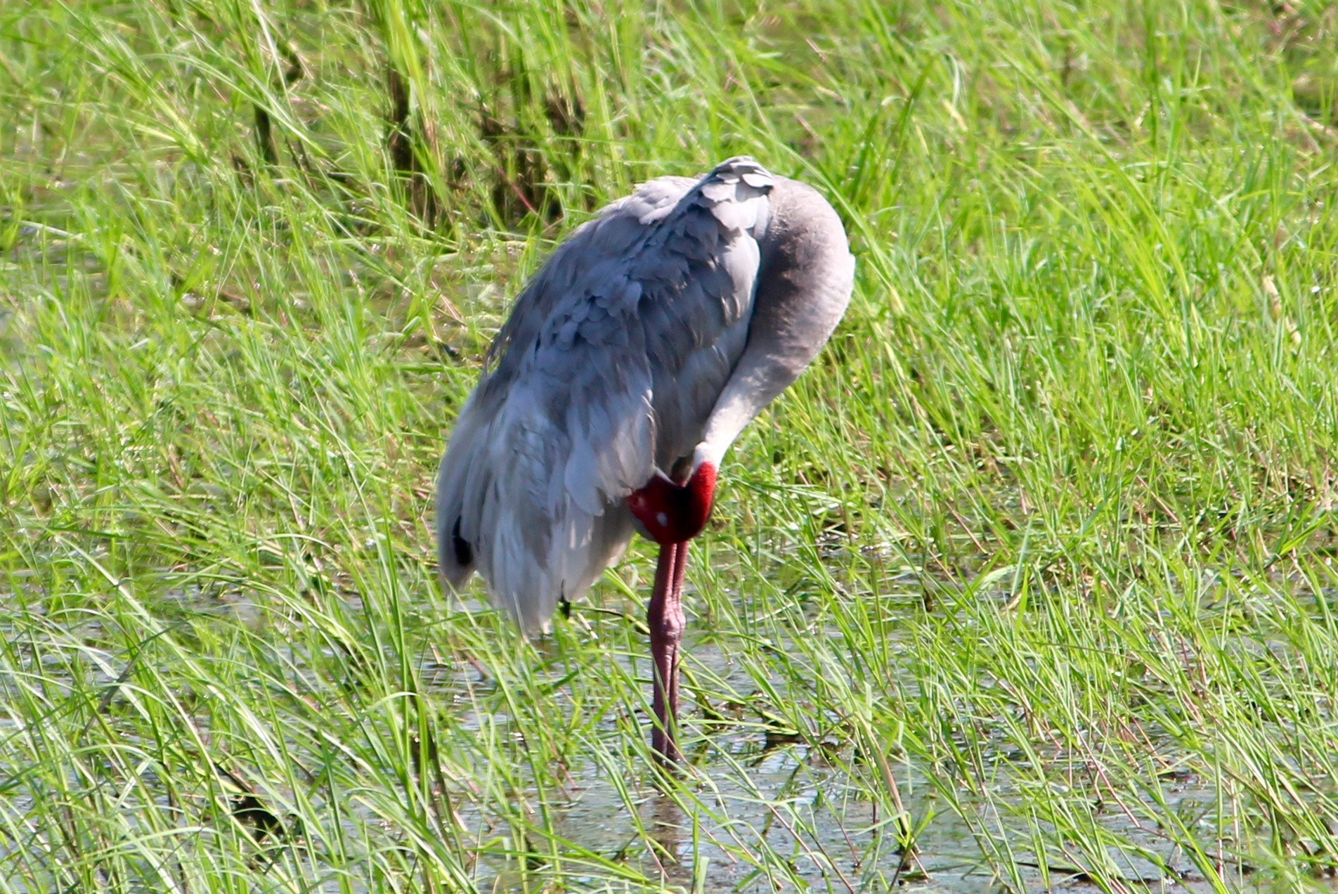 Canon EF-S 55-250mm F4-5.6 IS II sample photo. Don't think i am shy! photography