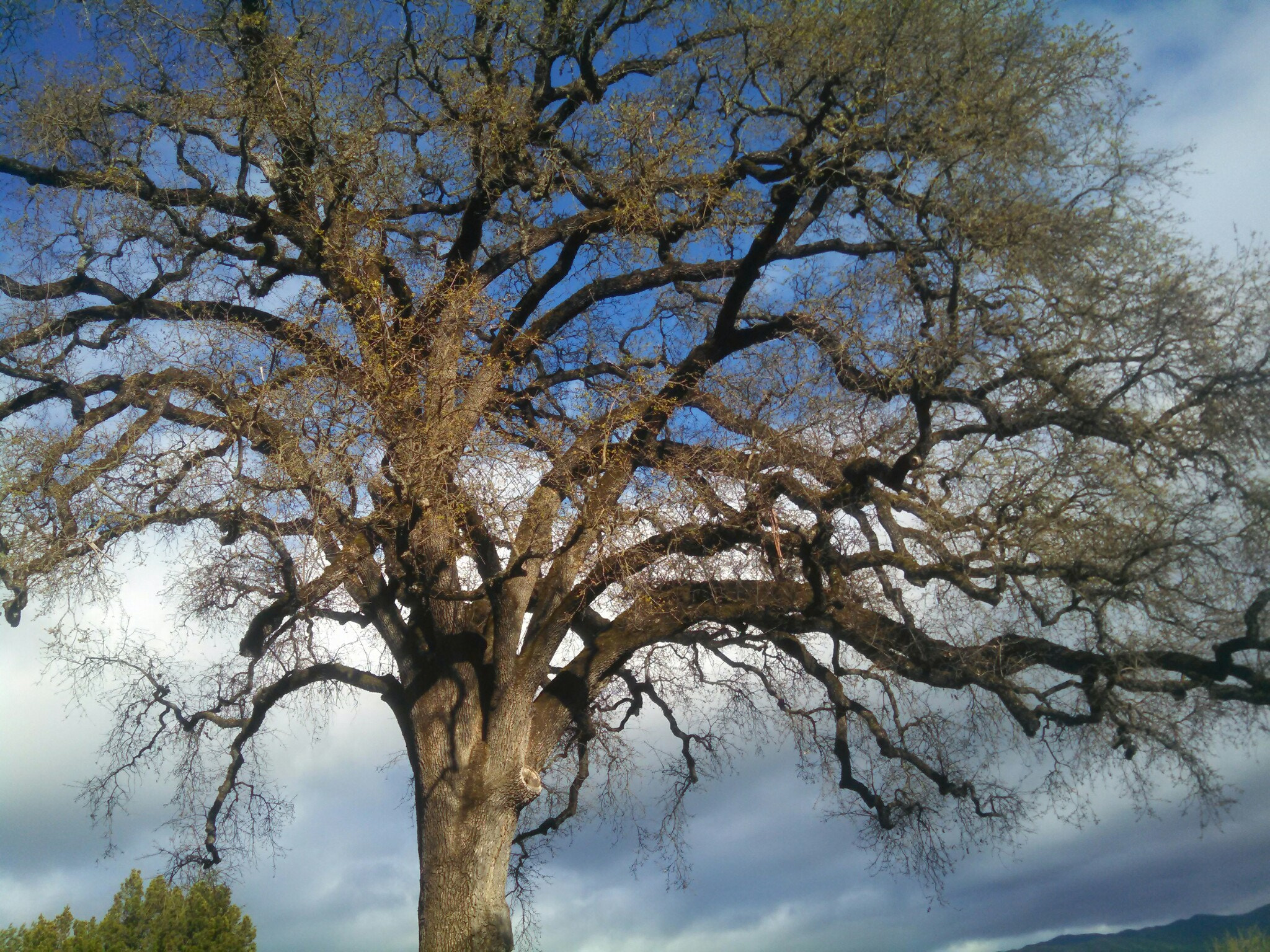 Motorola Electrify M sample photo. Valley oak tree- massive oak about 300 years old photography