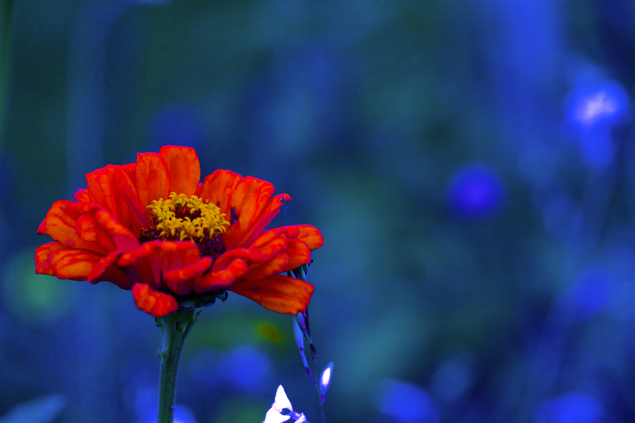 Canon EF 100mm F2.8 Macro USM sample photo. Red flower by night photography