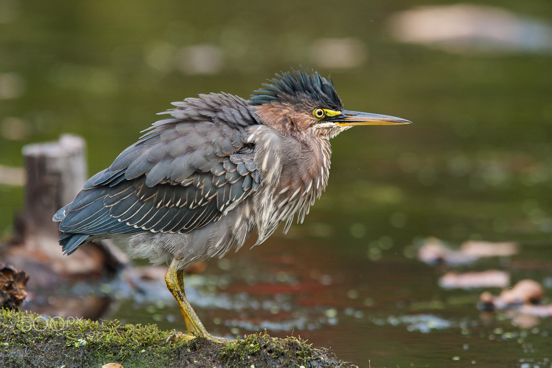 Canon EOS 40D sample photo. Green heron / héron vert photography