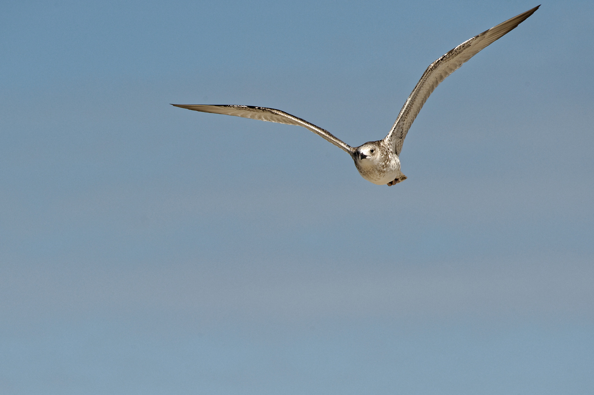 Nikon AF-S Nikkor 200-500mm F5.6E ED VR sample photo. Jungmöwe im flug, weststrand, darß photography