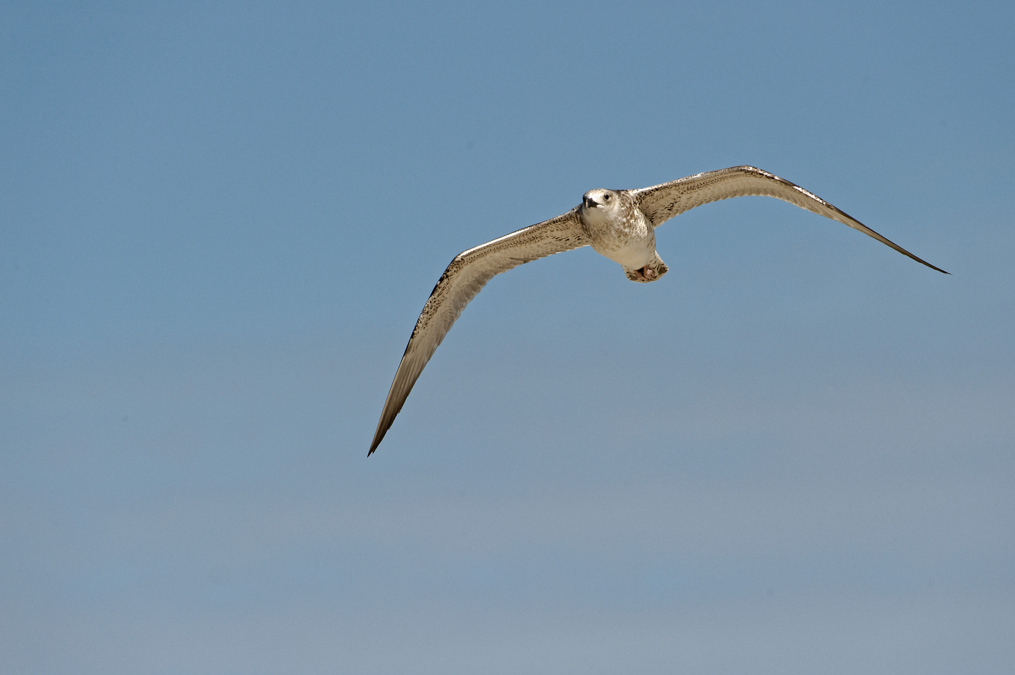 Nikon AF-S Nikkor 200-500mm F5.6E ED VR sample photo. Jungmöwe im flug, weststrand, darß photography