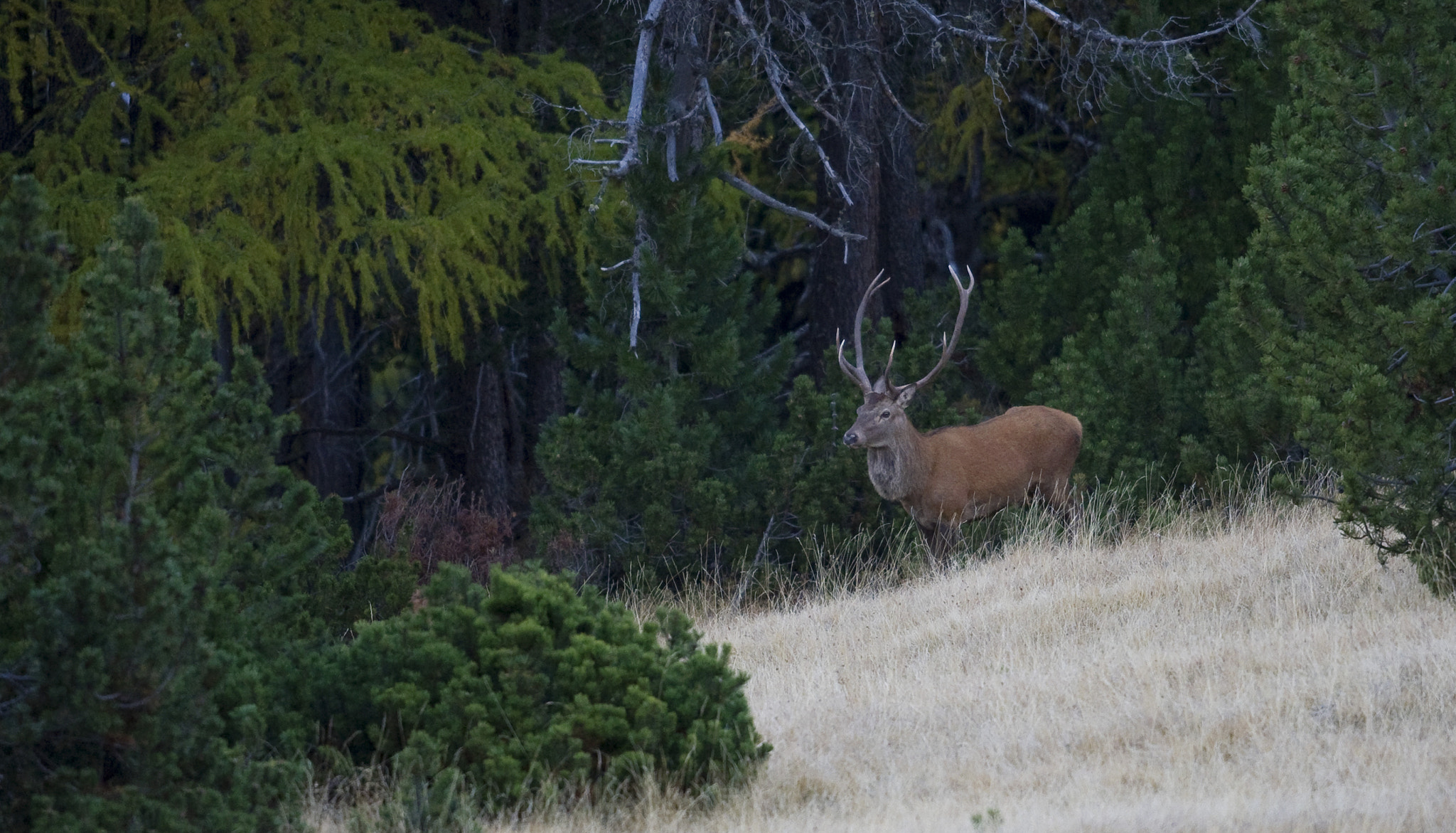 Nikon D3S + Nikon AF-S Nikkor 500mm F4G ED VR sample photo. Woodland edge photography