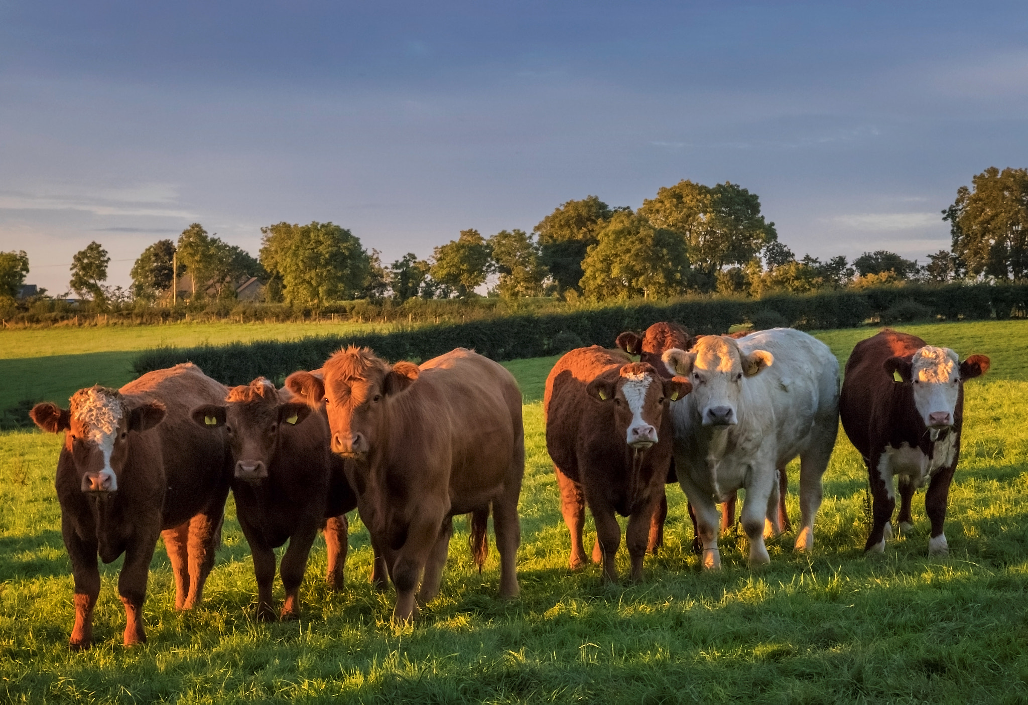 Canon EOS 80D + Sigma 17-70mm F2.8-4 DC Macro OS HSM | C sample photo. Steers at sunset photography