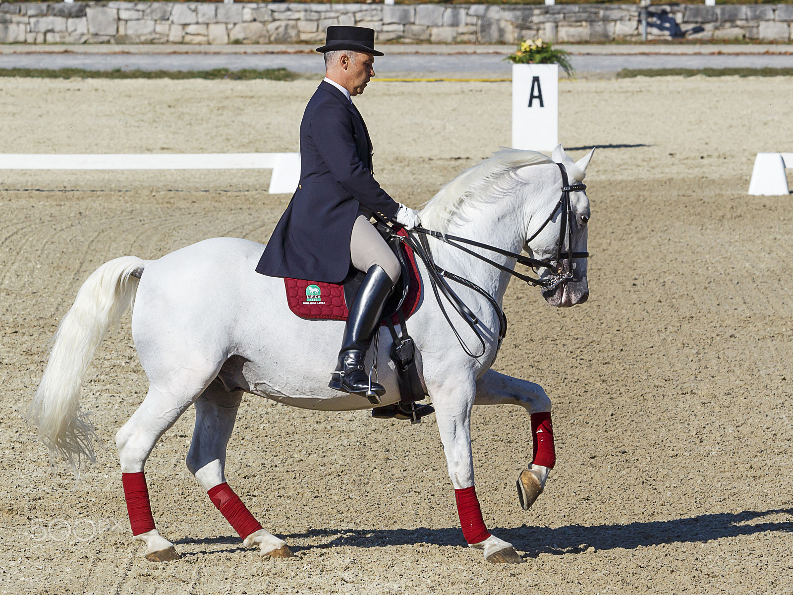 Canon EF 70-200mm F2.8L USM sample photo. Lipizzaner photography