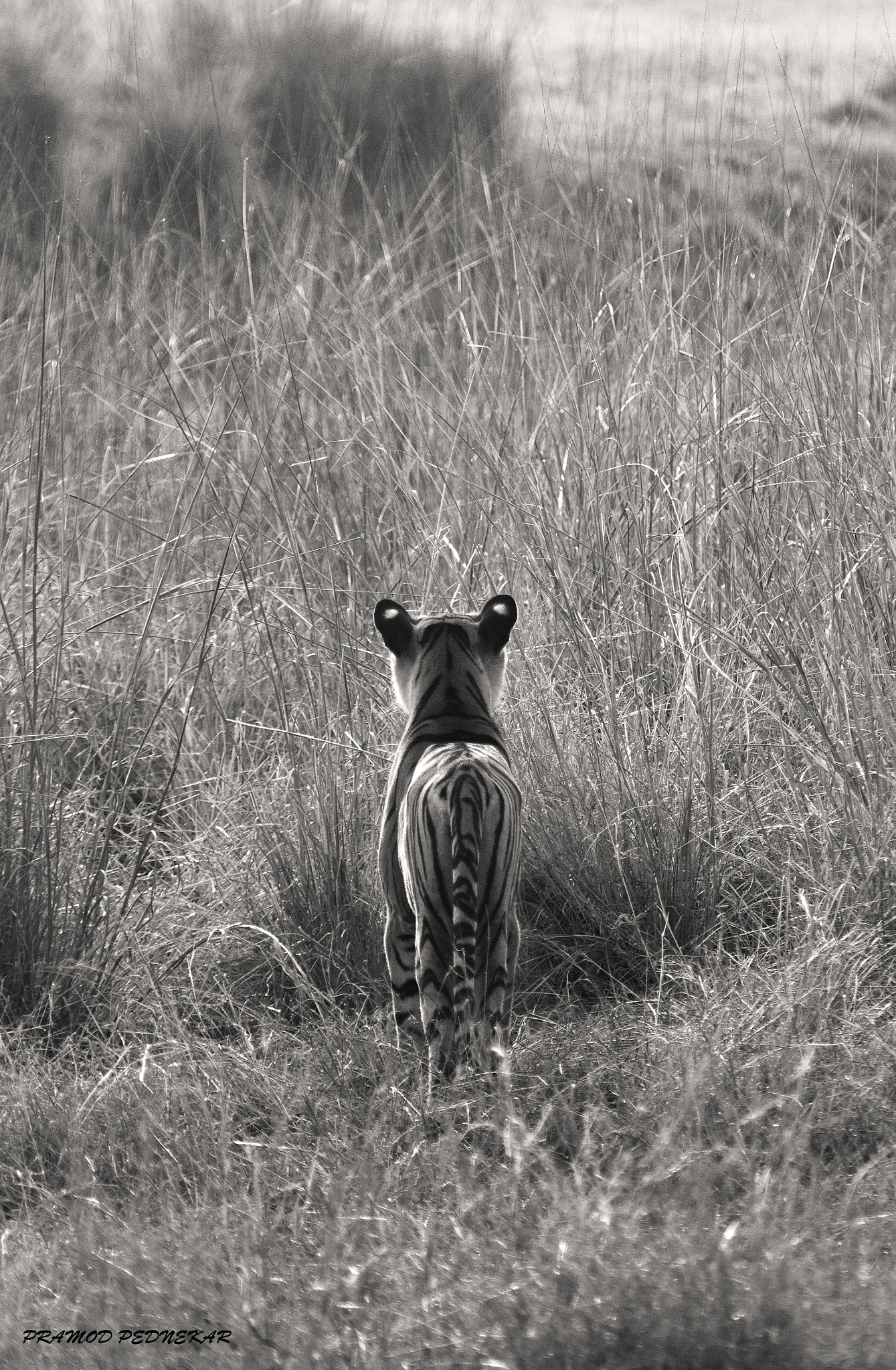 Canon EF 100-400mm F4.5-5.6L IS USM sample photo. Alert and alone : the tiger so alert photography
