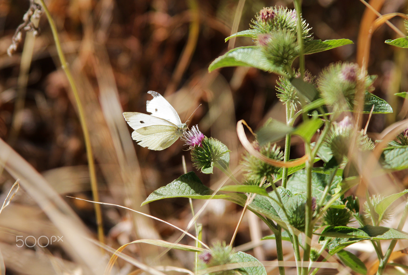 Canon EF 28-135mm F3.5-5.6 IS USM sample photo. Cabbage butterfly photography