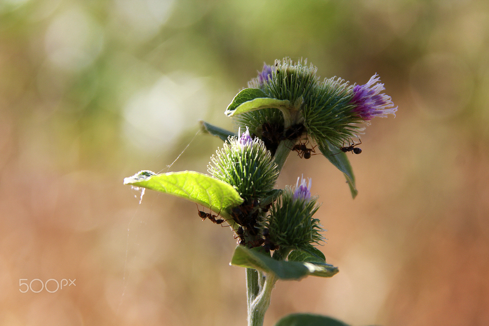 Canon EF 28-135mm F3.5-5.6 IS USM sample photo. Ants photography