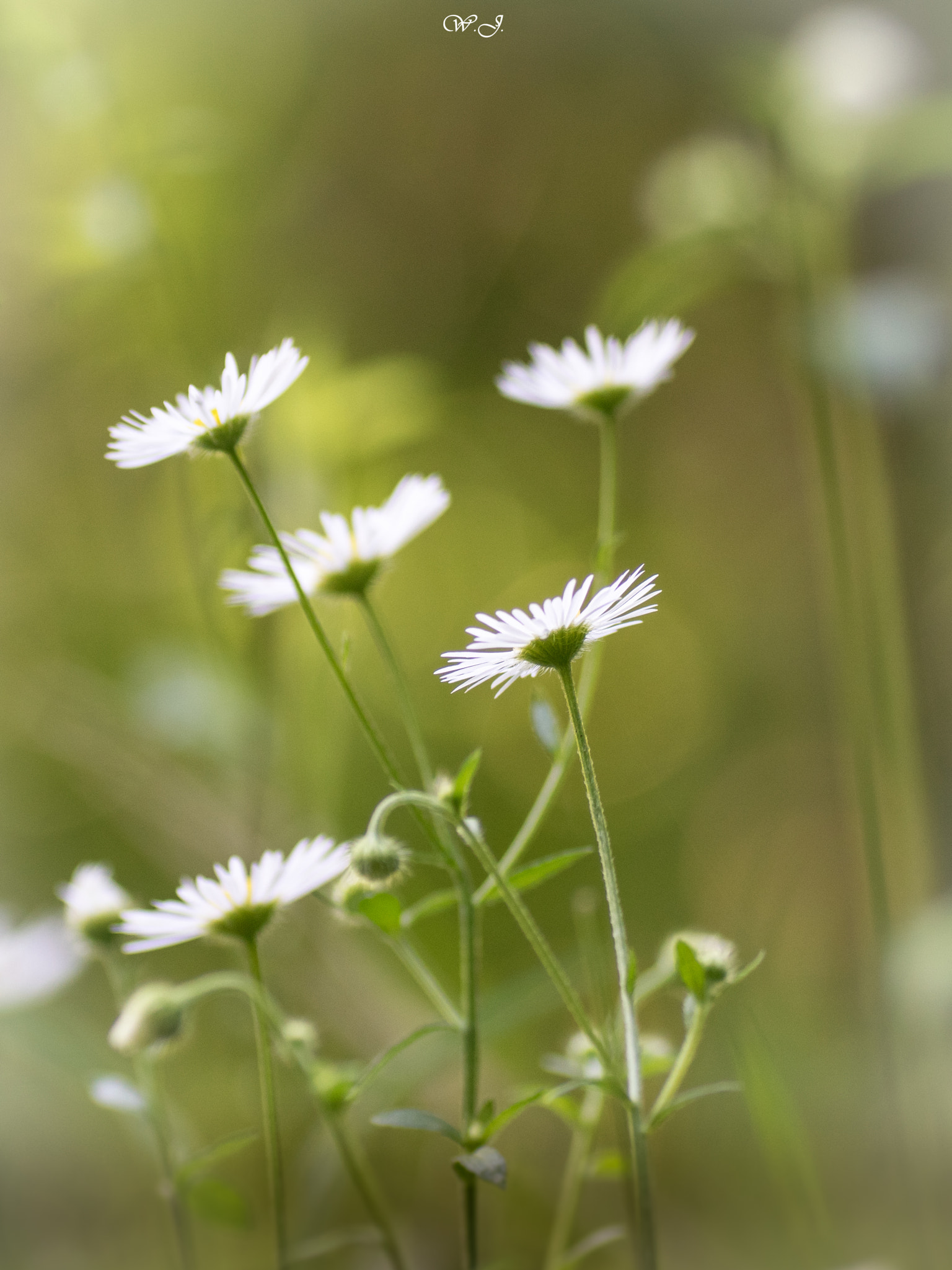 Sony ILCA-77M2 sample photo. The daisies photography