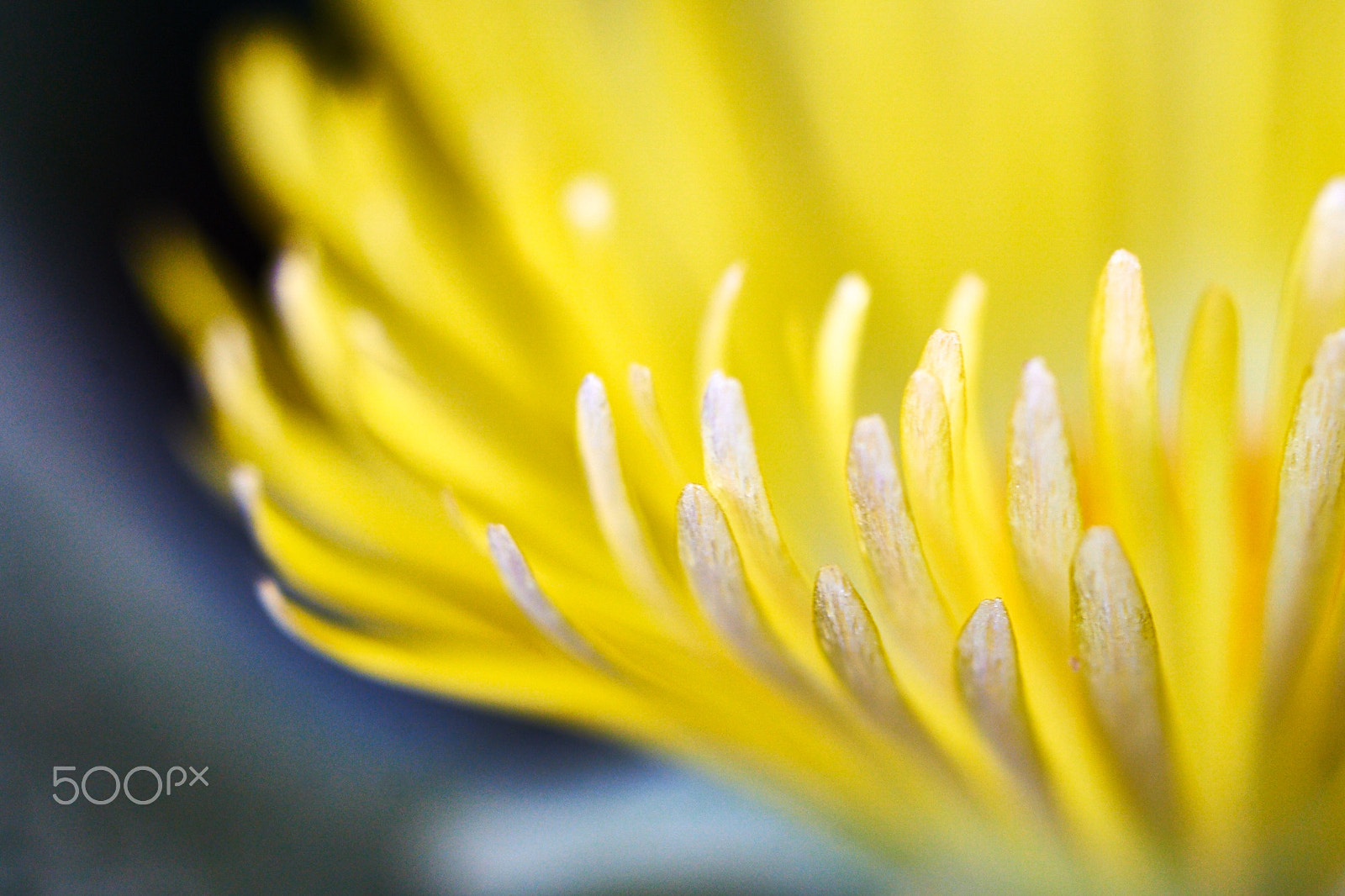 Minolta AF 50mm F3.5 Macro sample photo. Yellow cactus flower photography
