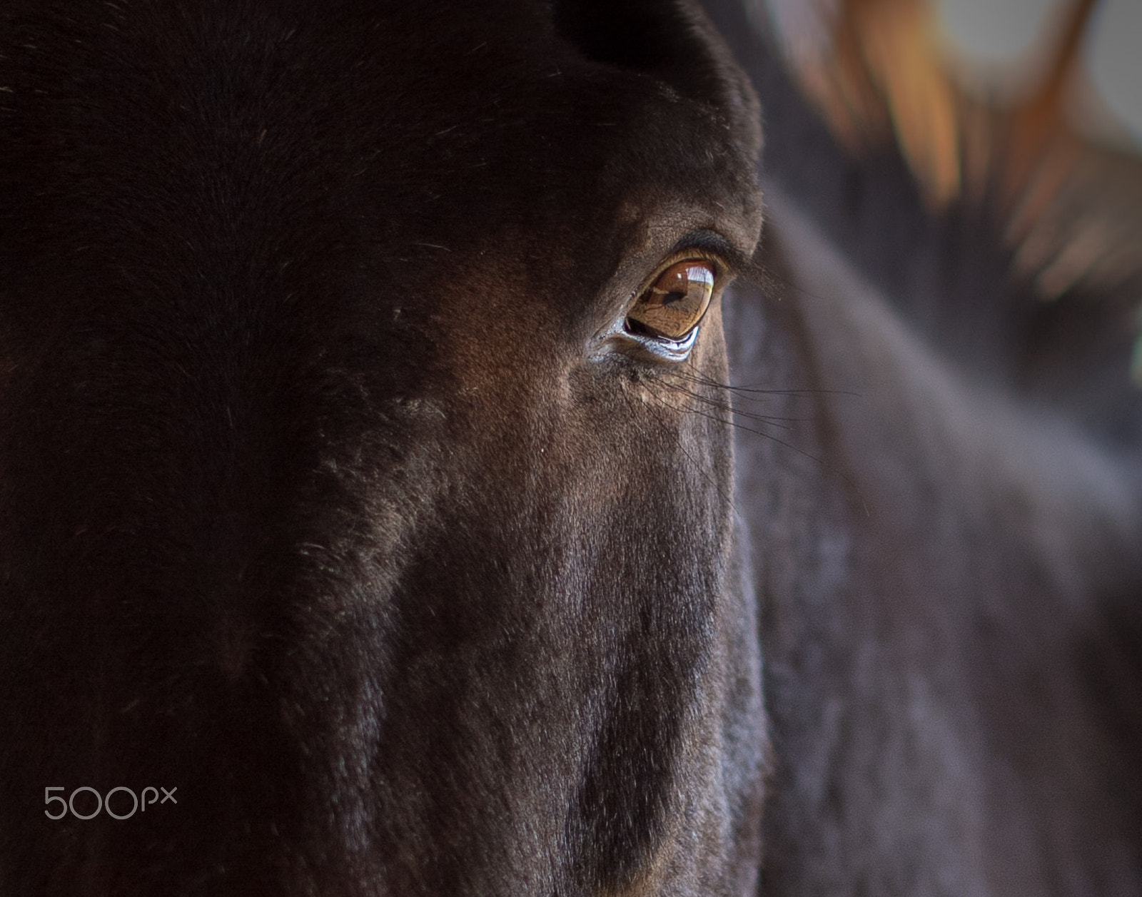 Canon EOS 60D + Canon EF 50mm F1.2L USM sample photo. Img photography