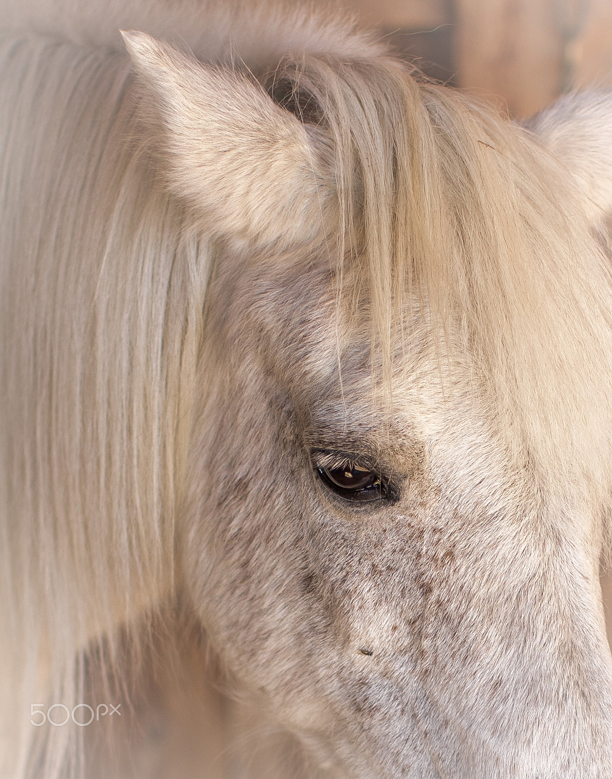 Canon EOS 60D + Canon EF 50mm F1.2L USM sample photo. Img photography