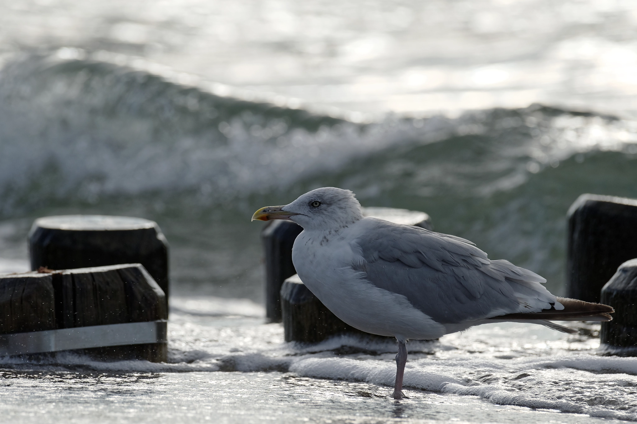 Nikon AF-S Nikkor 200-500mm F5.6E ED VR sample photo. Unbeteiligter augenzeuge photography