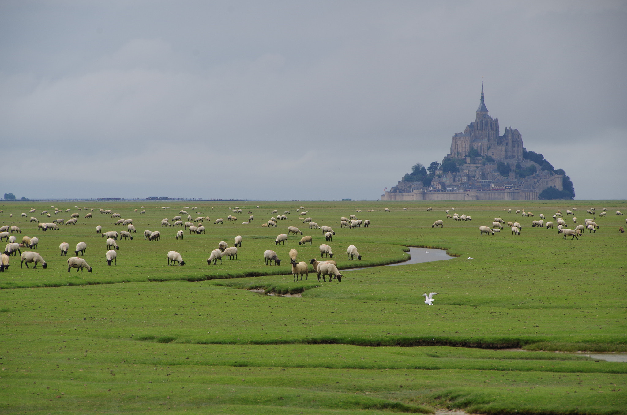 Pentax K-30 sample photo. Sheeps guard photography