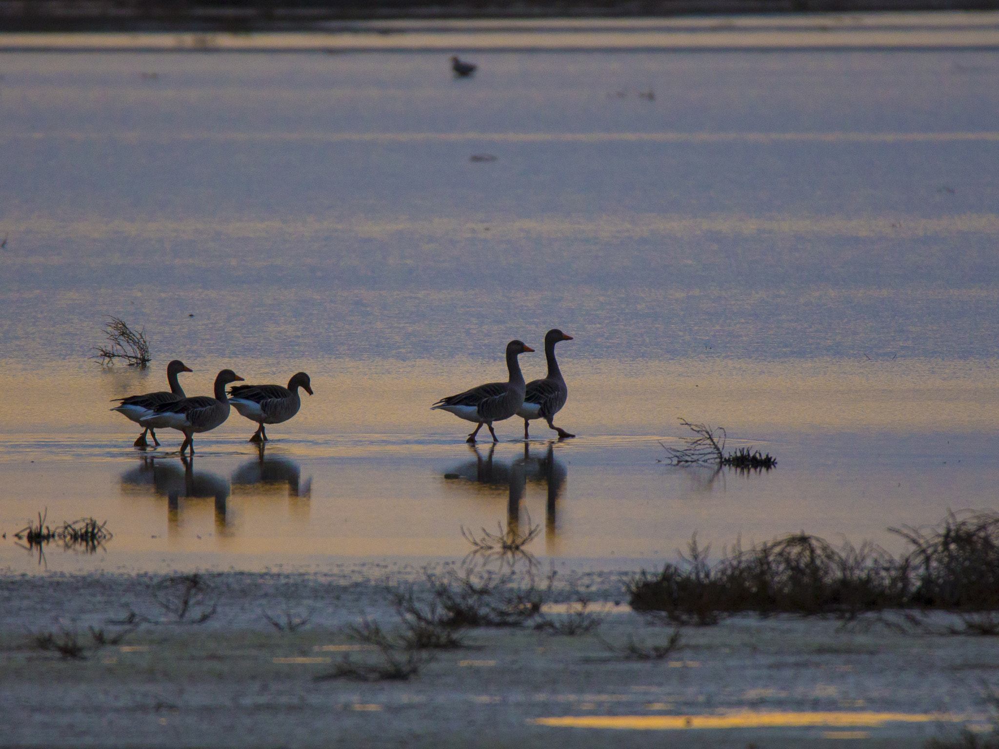 Tamron SP 150-600mm F5-6.3 Di VC USD sample photo. Marching photography
