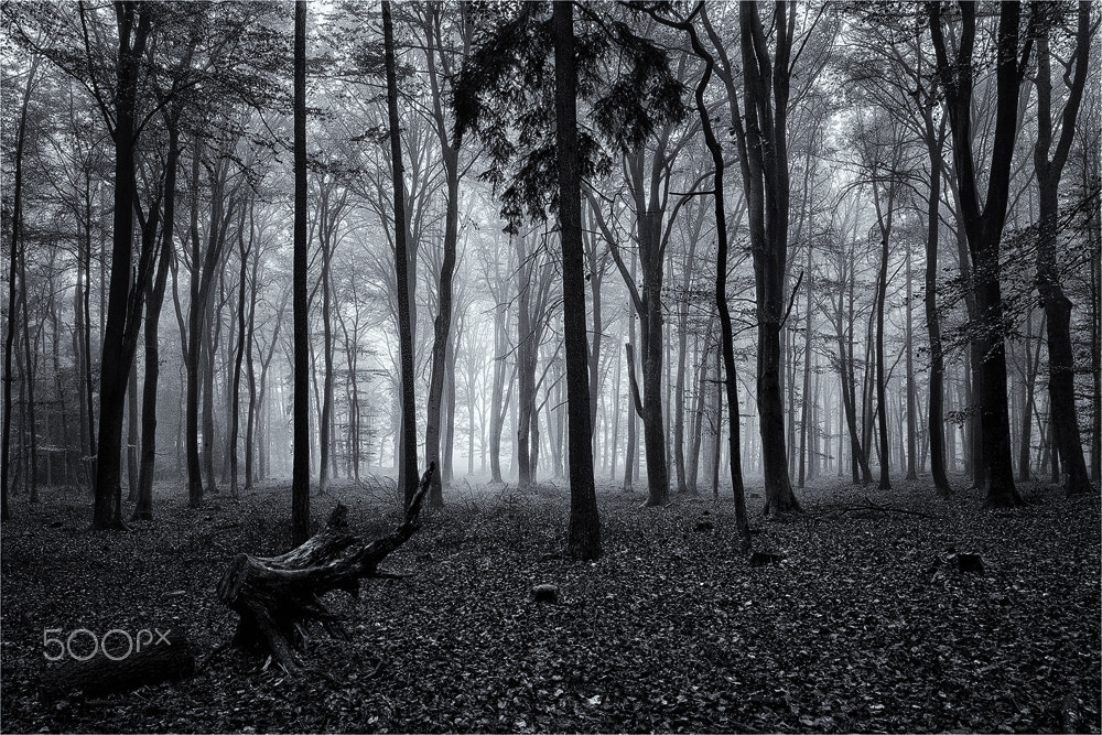 Canon EOS 5D sample photo. Fog in the woods photography