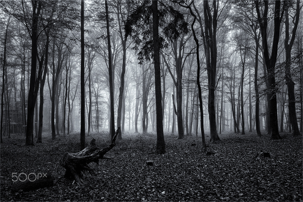 Canon TS-E 24.0mm f/3.5 L II sample photo. Fog in the woods photography