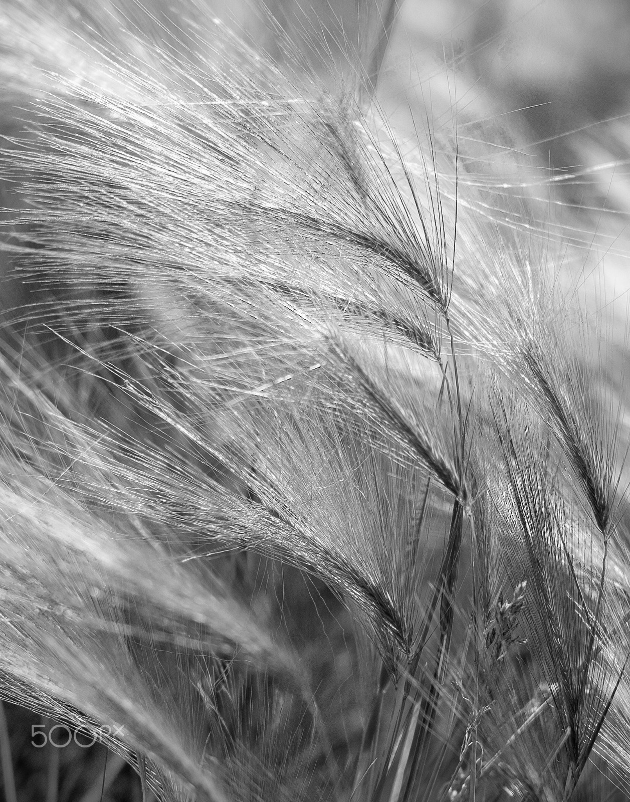 Canon EOS 60D + Canon EF 50mm F1.2L USM sample photo. Img photography