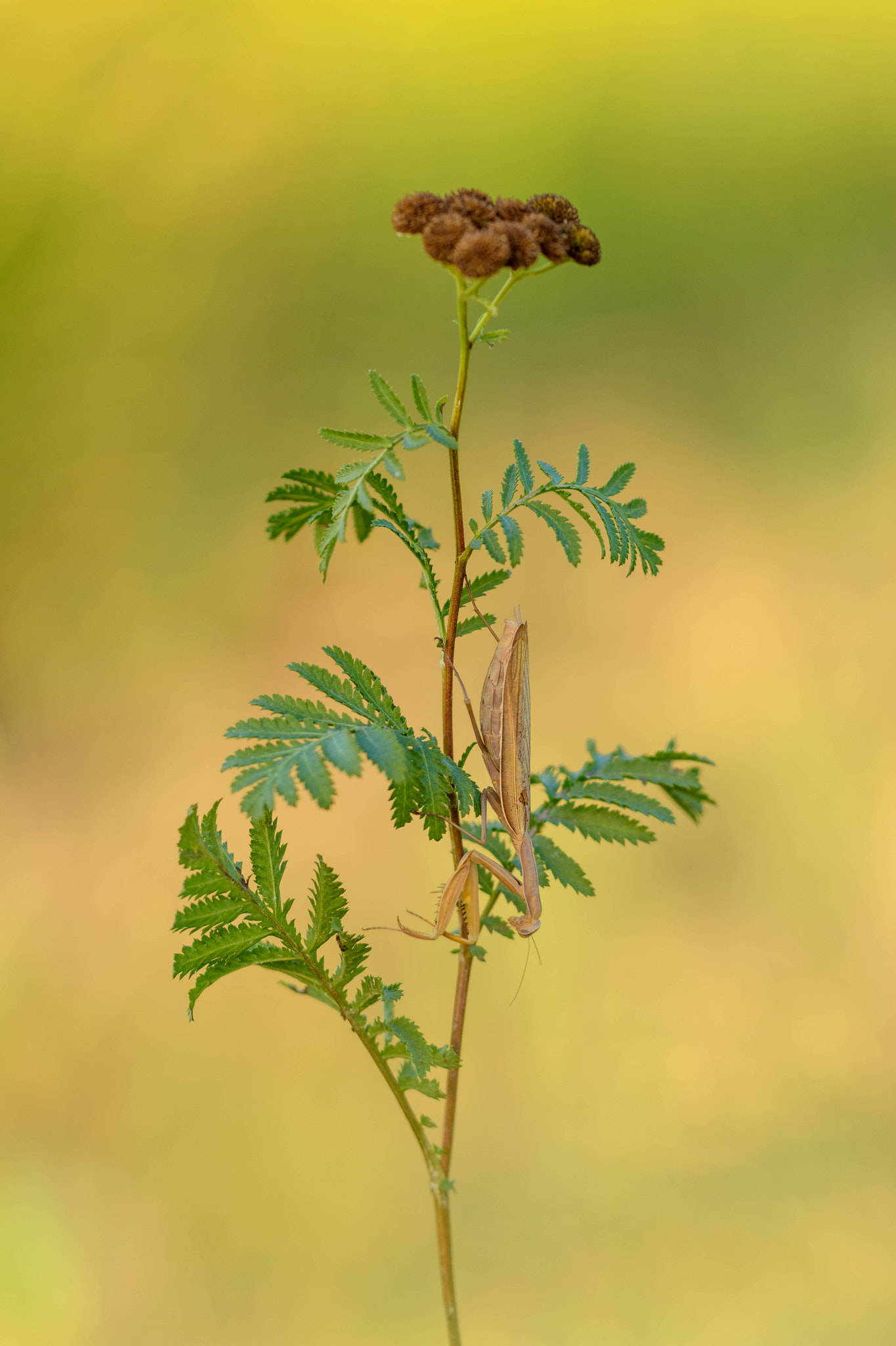 Sigma 150mm F2.8 EX DG Macro HSM sample photo. Waiting photography